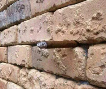Rough brick wall with a hidden cigar wedged between two bricks.