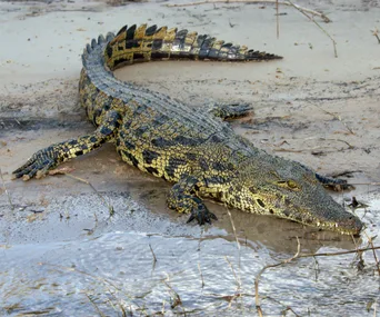Crocodile lying on sandy riverbank, partially submerged in shallow water.