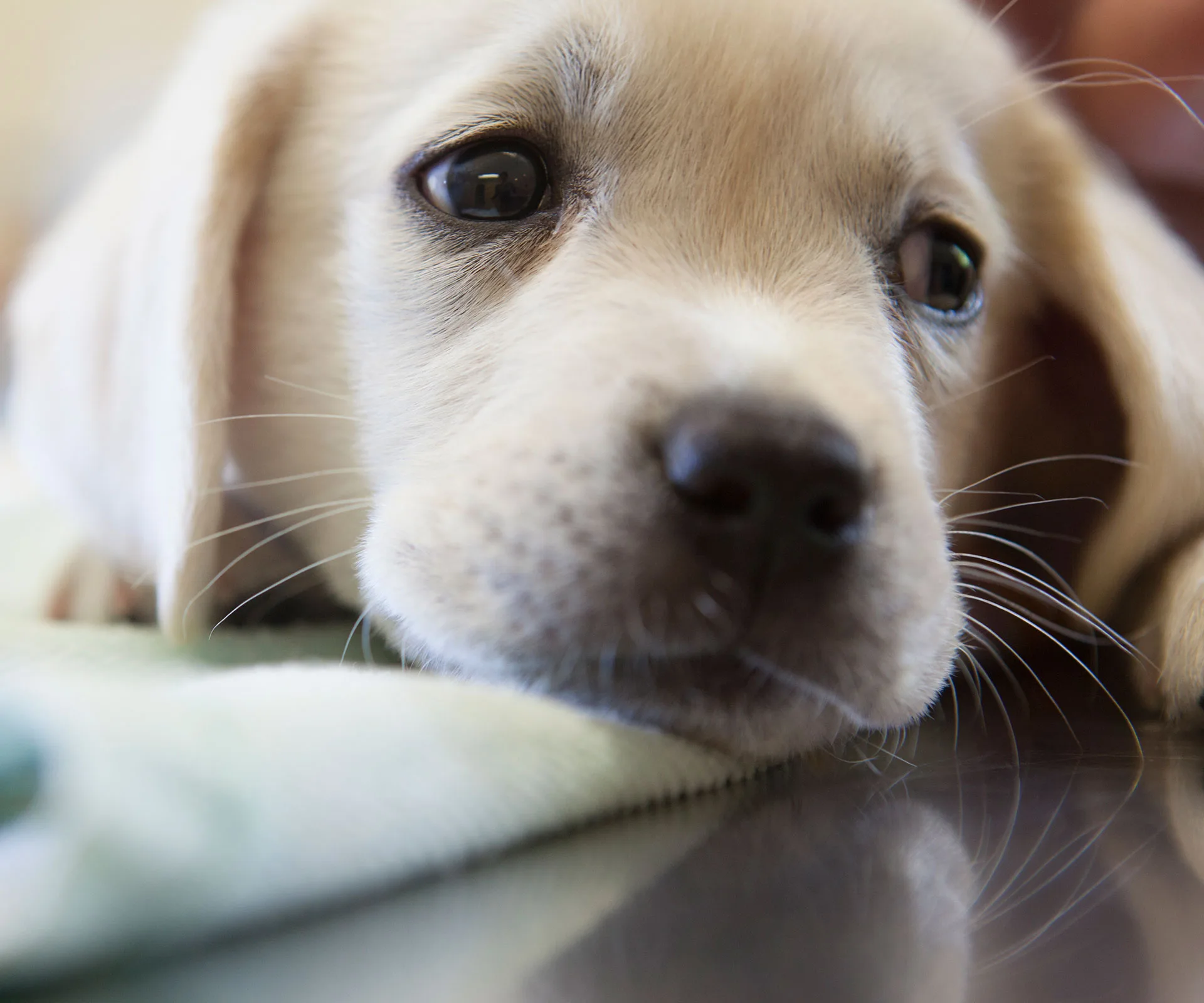 Why having a sick dog is the same as having a sick child