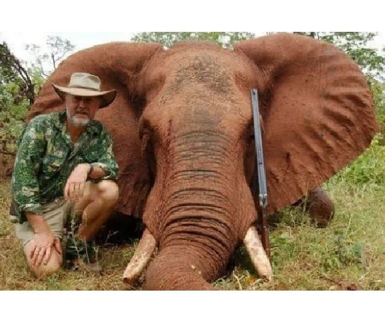 A man in a hat kneels beside a large elephant lying on the ground, with a rifle resting on the elephant's tusk.
