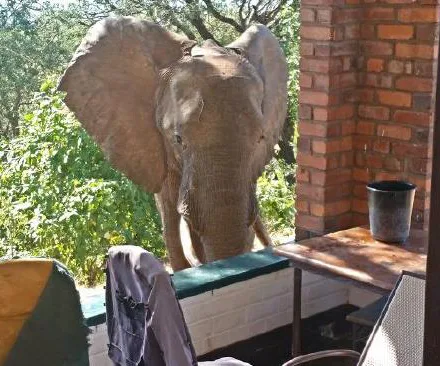 Shot elephant seeks human help