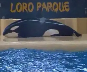 A killer whale lies motionless on the concrete platform at Loro Parque, with a pool of water in the foreground.