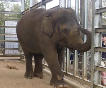 Young elephant in an enclosure at Melbourne Zoo, trunk raised, with a visitor observing in the background.