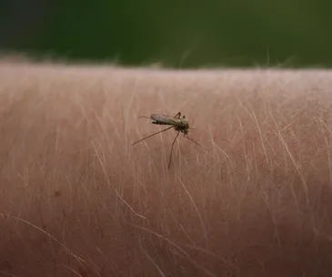 Zika virus warning for Bali 