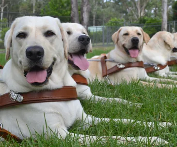 Guide dogs lying on grass, wearing harnesses, with trees in the background.