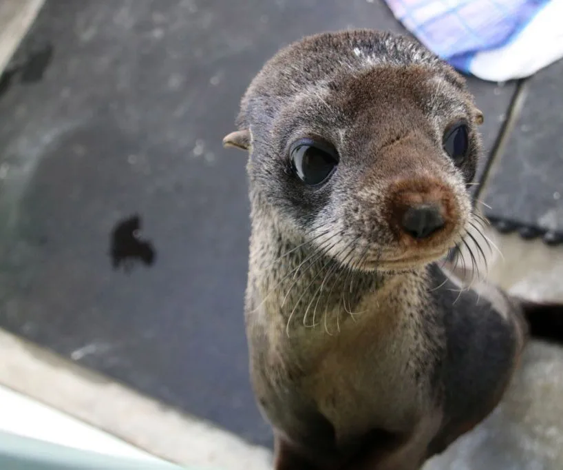 Rescued seal returns to wild after Sydney storm