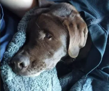 QLD police abandon dying dog by side of road