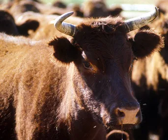 Here are the animals REALLY most likely to kill you in Australia 