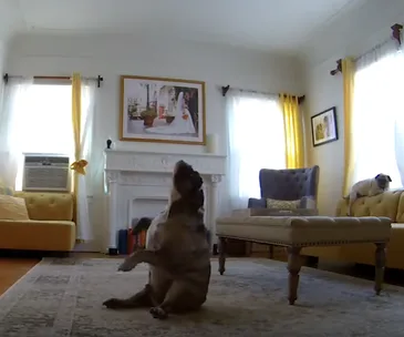 A dog sits upright in a living room with yellow decor, another dog rests on the couch beside a coffee table.