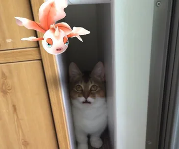 Cat peeking from a gap with a digital Goldeen Pokémon floating above.