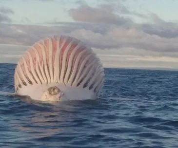 Whale carcass off Bunbury coast.