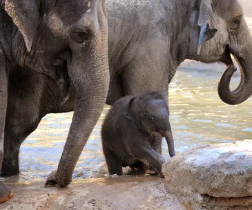 Baby elephant Willow with adult elephants at Melbourne Zoo, near a water pool.