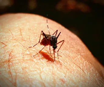 A mosquito on human skin, close-up view, illustrating concerns about disease spread.