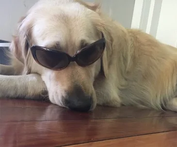Brisbane council to euthanise family dog because of ‘excessive barking’
