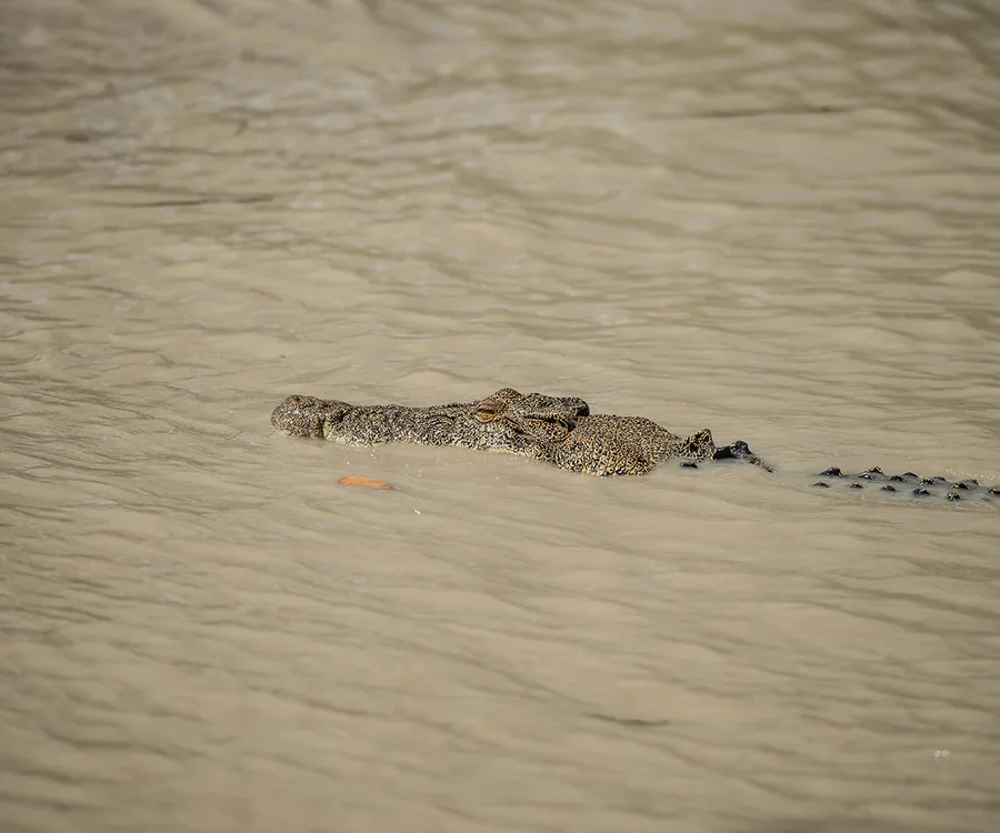Crocodile partially submerged in muddy floodwaters, navigating smoothly.