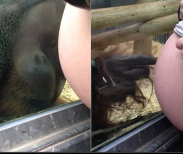 Orangutan interacts with a pregnant woman's belly through glass at a zoo, showing curiosity and affection.
