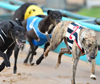 Three greyhounds wearing racing vests and muzzles sprint on a dirt track during a race.