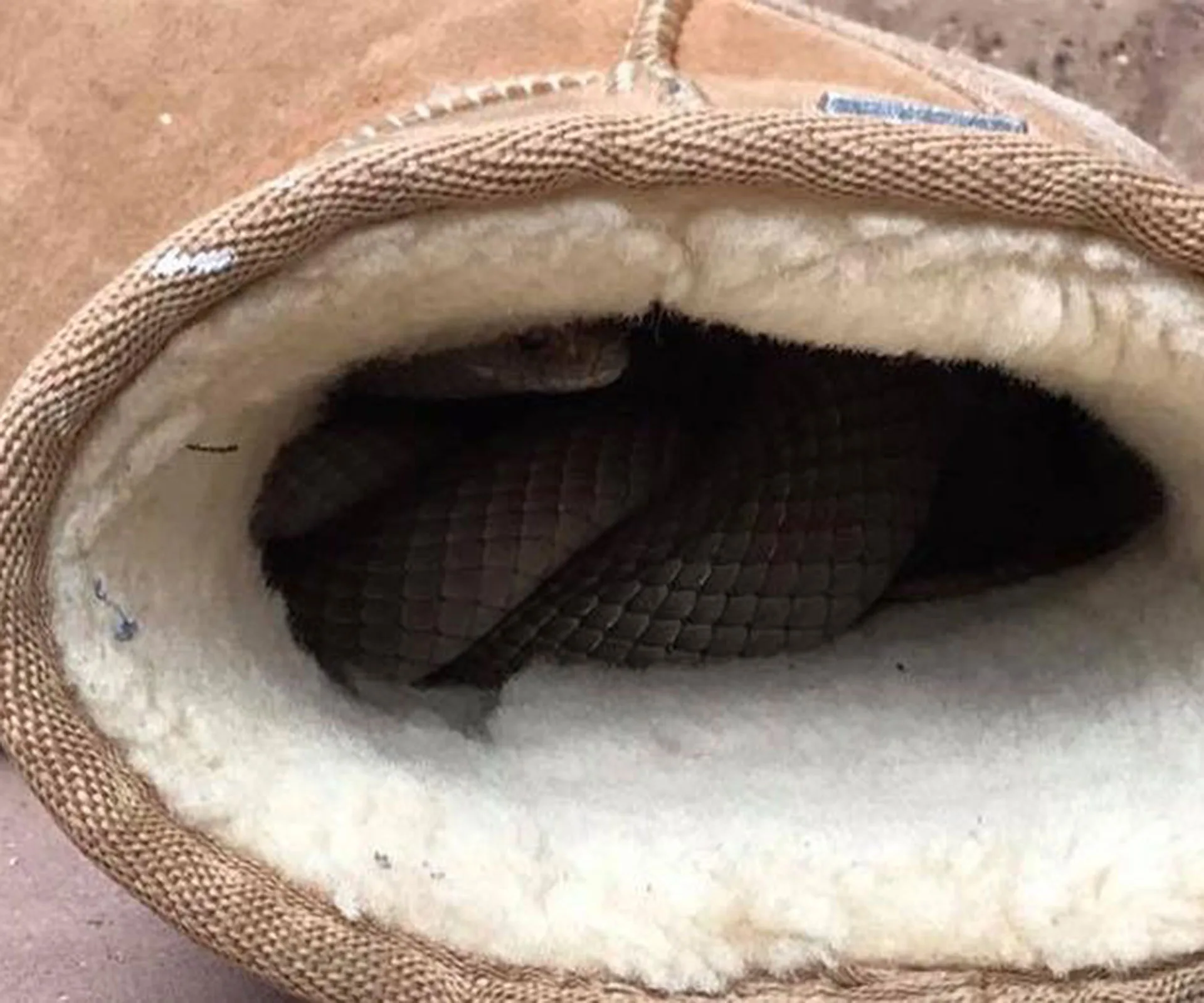 Brown snake inside a tan Ugg boot, partially hidden by the white lining.