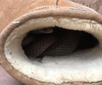 Brown snake inside a tan Ugg boot, partially hidden by the white lining.