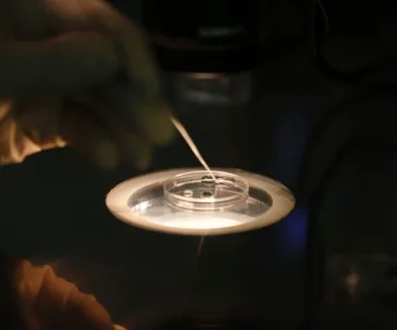 Laboratory technician performing IVF procedure under a microscope with a petri dish.
