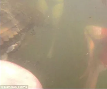 Underwater view showing a crocodile near a swimmer's legs in murky water.
