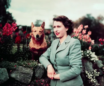 Young woman in a suit with a corgi in a garden, surrounded by colorful flowers.