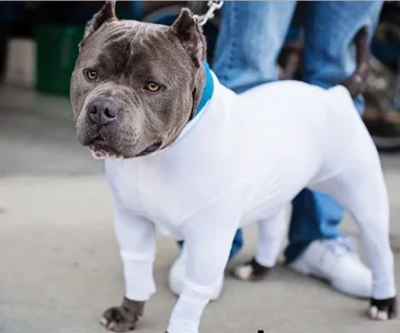 Dog wearing a white unitard standing next to a person in jeans and sneakers.