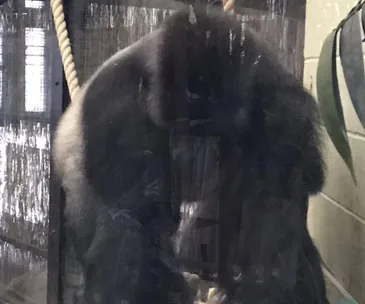 Gorilla sitting behind a glass enclosure with ropes and faint background details visible.