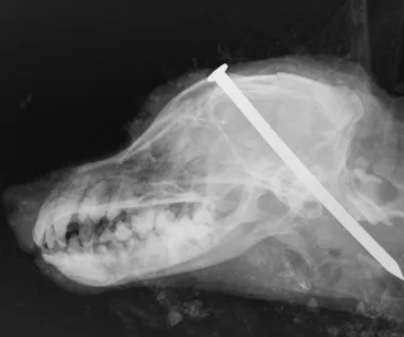 X-ray image of a dog's skull with a long nail embedded in the head.