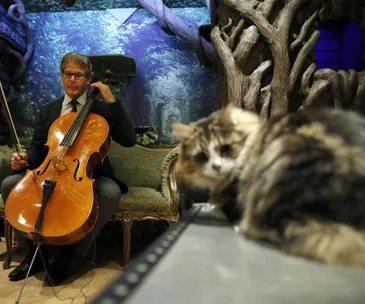 Cellist plays music in a room with a cat in the foreground, against a backdrop of trees and elaborate decor.