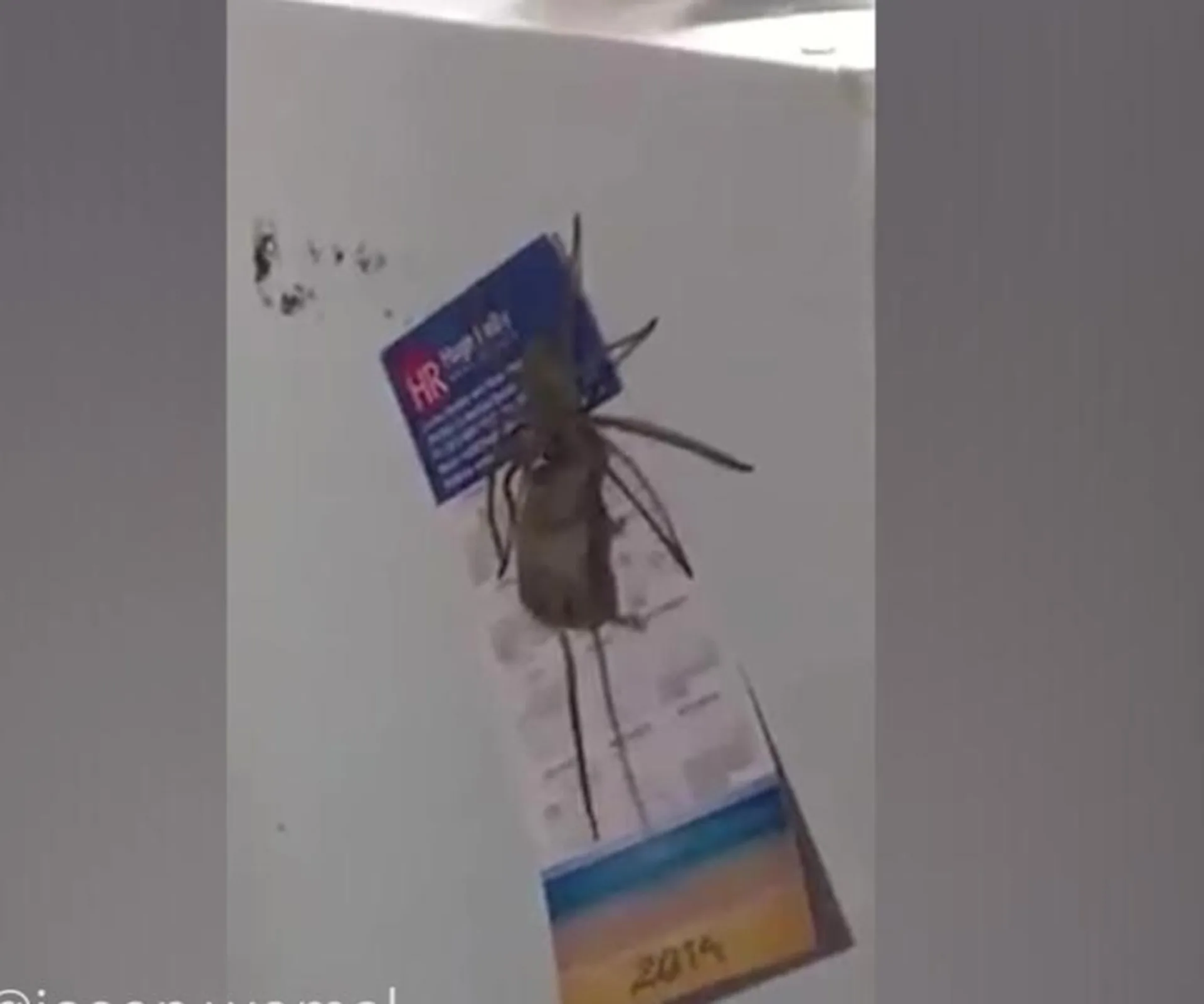 Giant spider on a refrigerator, holding a mouse, with calendars and magnets visible.