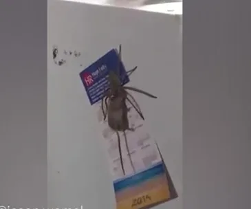 Giant spider on a refrigerator, holding a mouse, with calendars and magnets visible.