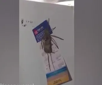Giant spider on a refrigerator, holding a mouse, with calendars and magnets visible.