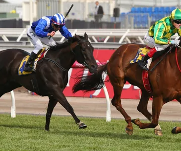 Jockeys in colorful silks racing horses on a grass track at the Melbourne Cup.