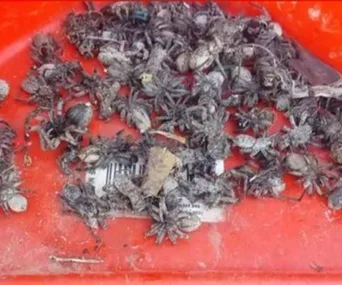 A pile of dead spiders on a red surface, highlighting a spider infestation issue in NSW.