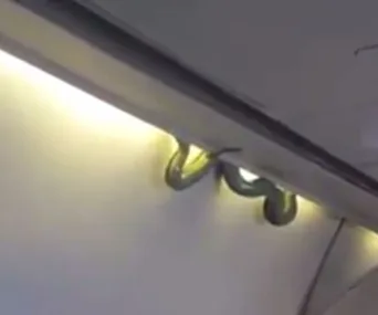 A snake protruding from an overhead compartment on a plane, partially illuminated by cabin lights.
