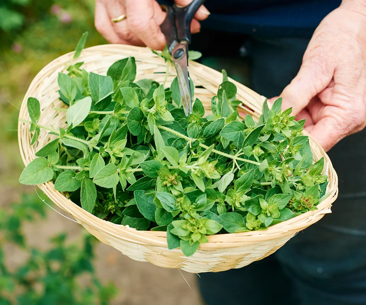 Oregano