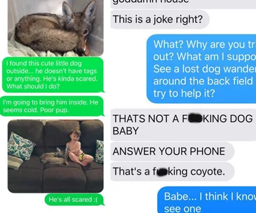 Text conversation about a mistaken coyote adoption, with a child sitting next to the animal on a couch.