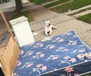 Boo the Pit Bull waits on a sidewalk near a floral mattress and cups, outside his owner's Detroit home.
