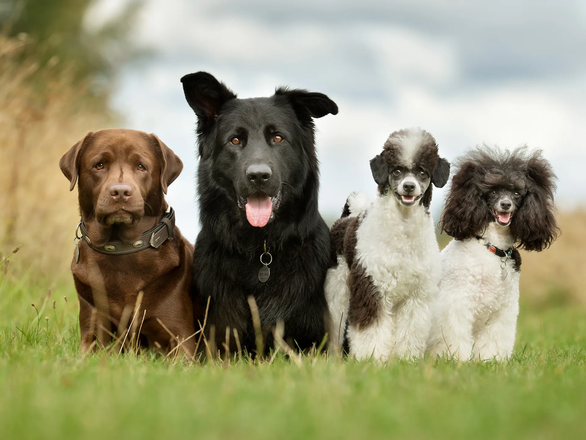 Maltese Cross was the most popular dog breed of 2016