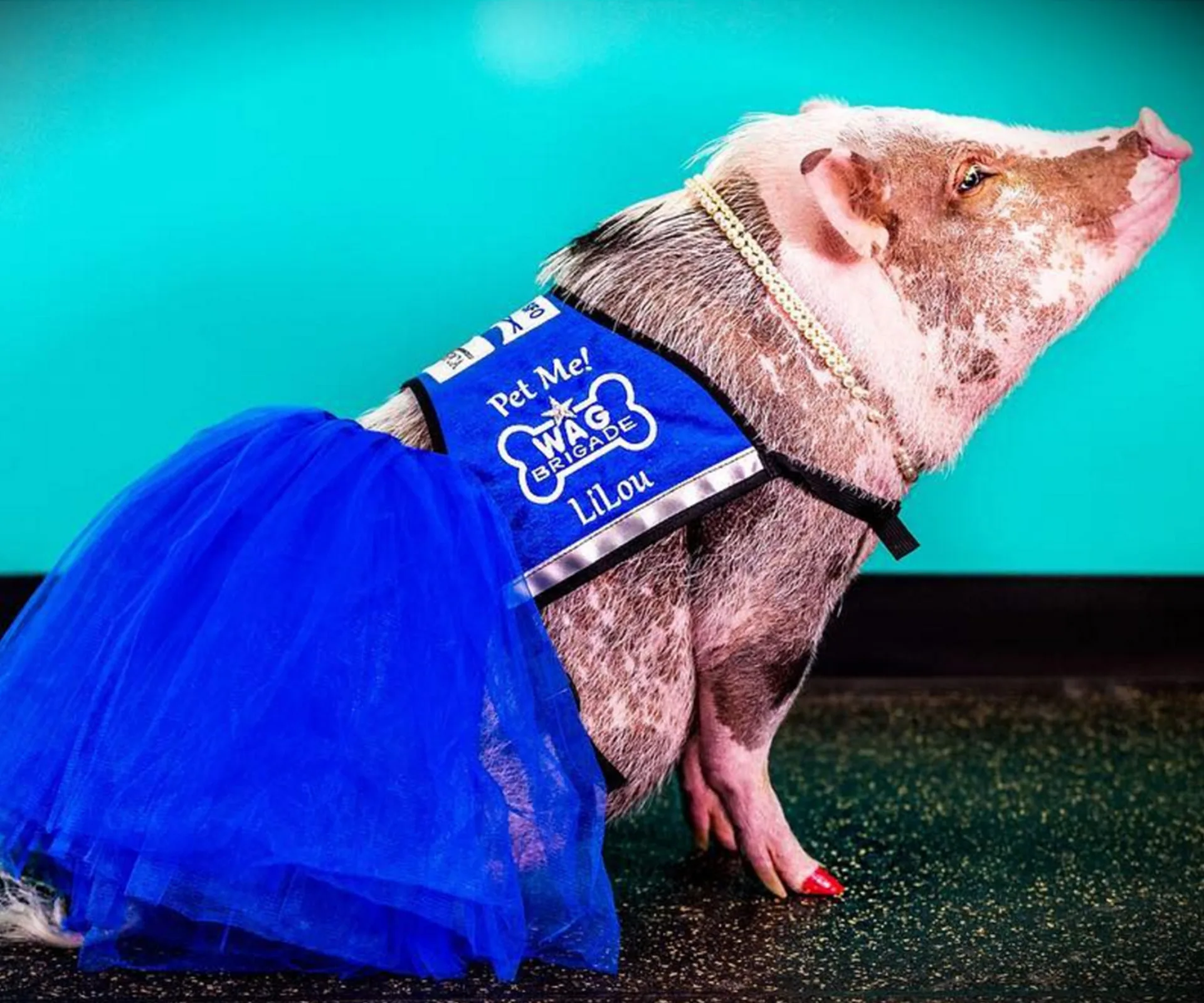 LiLou is the therapy pig helping nervous flyers get home