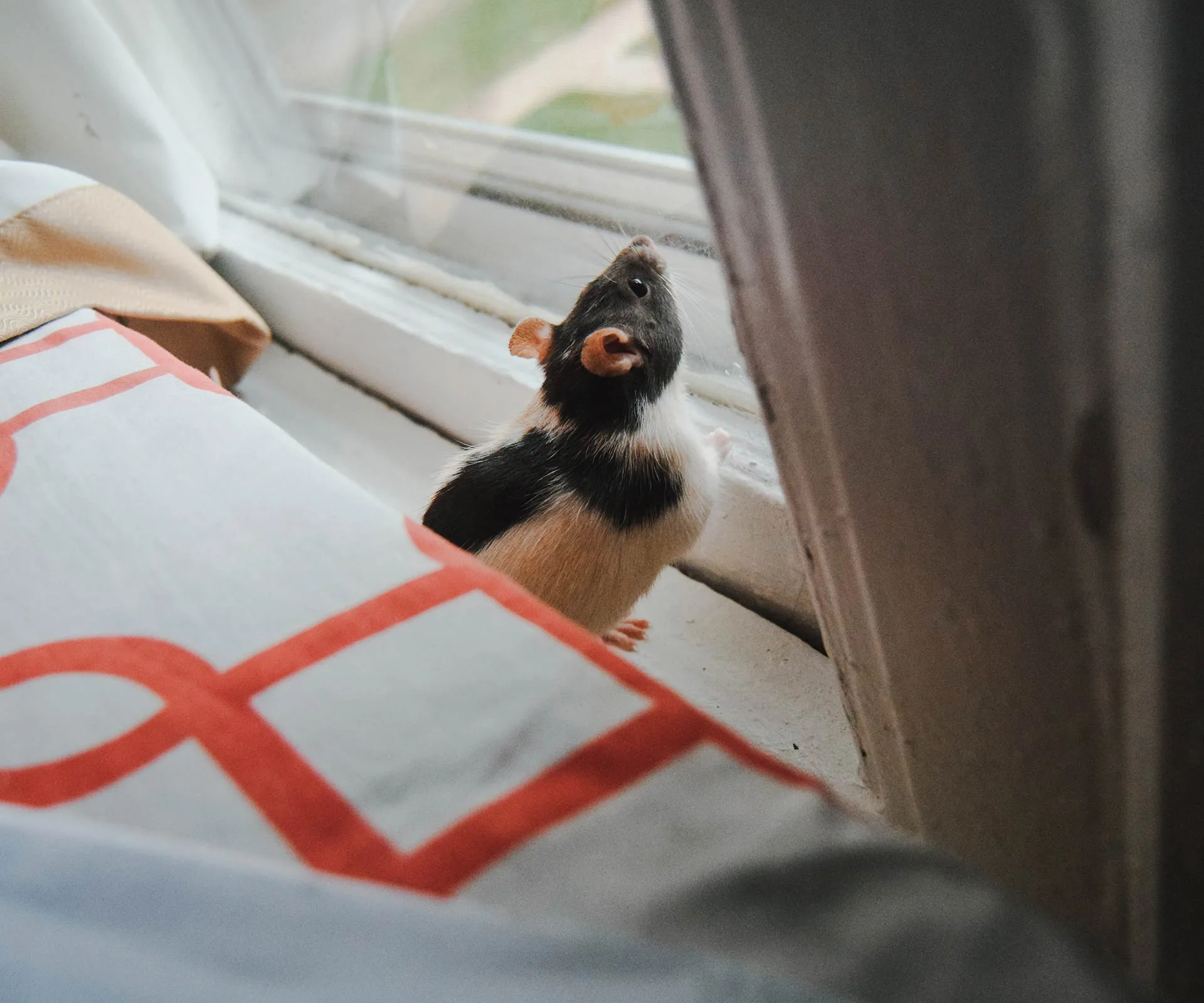 A black-and-white rat looks out a window, standing on its hind legs beside a patterned fabric.