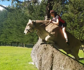 A person rides a cow jumping over a fallen log in a grassy field surrounded by trees.