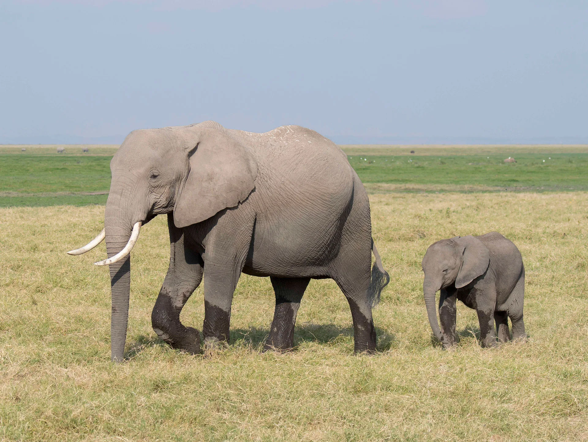 Elephants in the wild