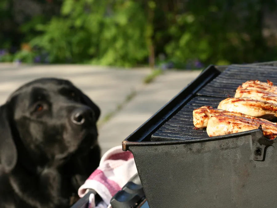How to keep your pet safe on Australia Day