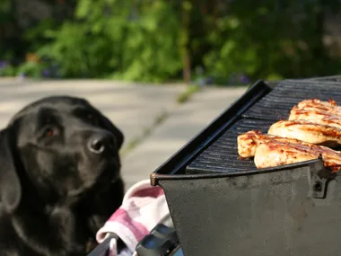 How to keep your pet safe on Australia Day