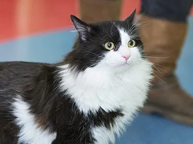 Cat Pooh is fitted with bionic legs