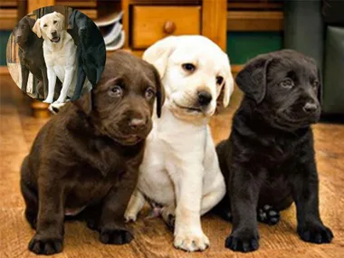 Adorable photos of pets growing up together