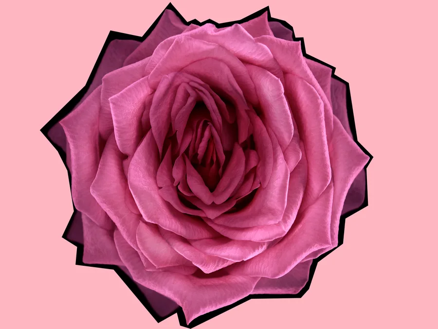 flower vagina