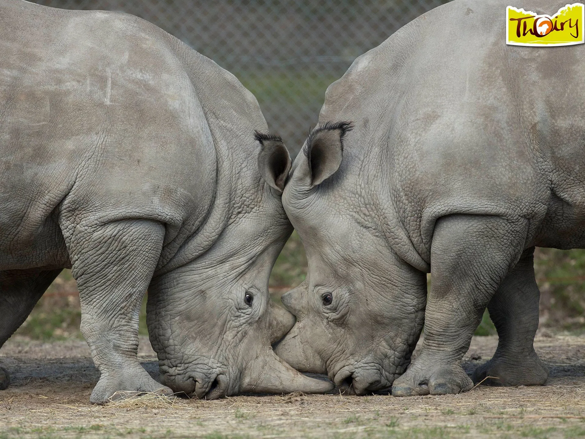 White rhinos touching heads in a zoo enclosure, with a logo of Thoiry Zoo in the top right corner.